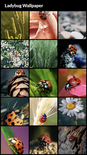 Android application Ladybug Wallpapers screenshort