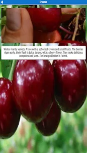 Cherry Varieties