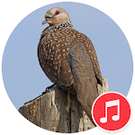 Cover Image of Download Spotted Dove Sounds 1.1 APK