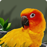 Bird Sounds 2016-New icon