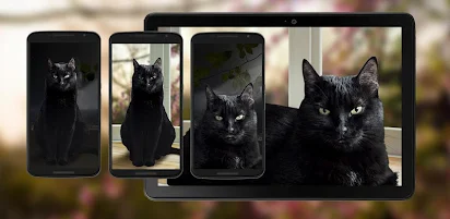 かわいい黒猫ライブ壁紙 Google Play のアプリ
