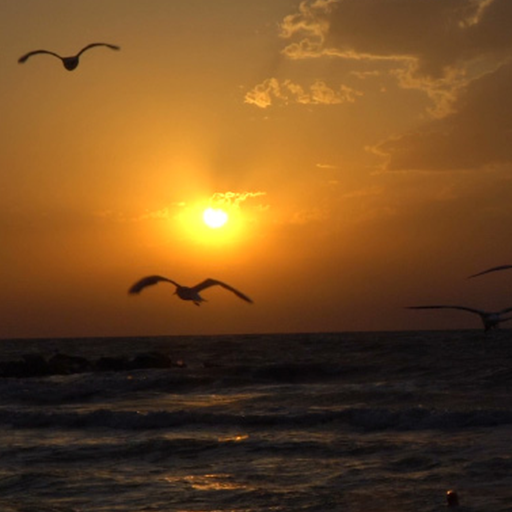 sunset video live wallpaper logo