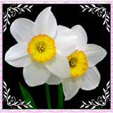 New Daffodil Flowers Onet Game icon