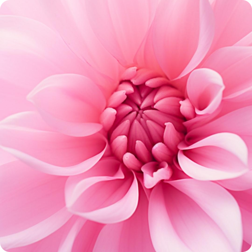 Pink Wallpapers HD Offline logo