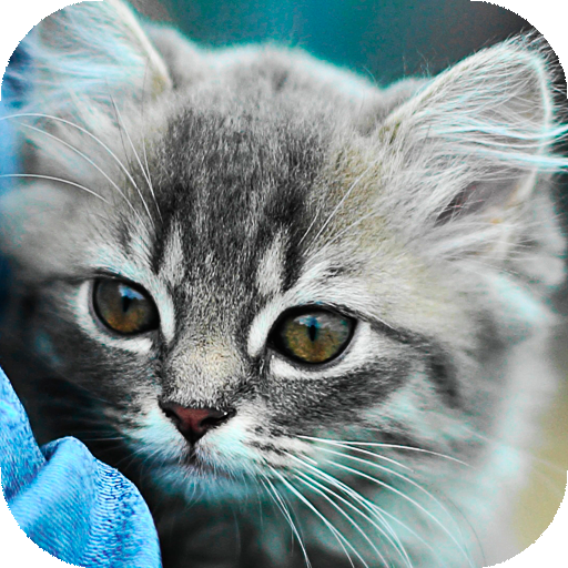 Chatons Chats Fond D Ecran Hd Arriere Plans Applications Sur Google Play
