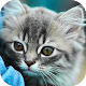 Kittens & Cats Wallpaper HD (backgrounds) Unduh di Windows