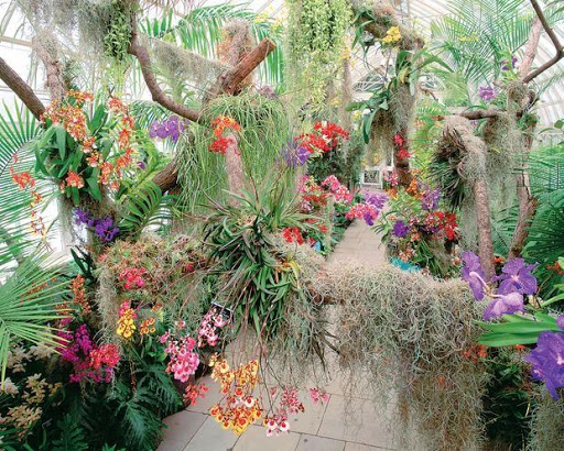 Screenshot of Orchid Garden