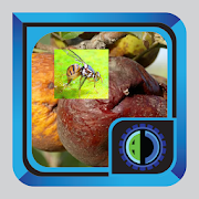 Fruit Pests and Diseases