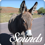 Cover Image of डाउनलोड Donkey Sounds and Ringtone Audio 10.0.0 APK