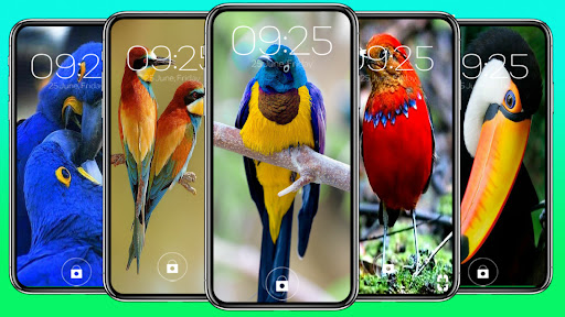 Android application Bird Wallpapers screenshort