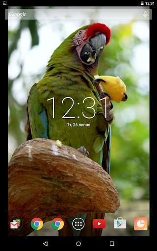 Parrot Eats Fruit Live Wallpap