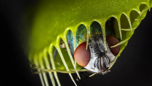 Carnivorous plants Screen 2