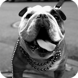 Bulldog Live Wallpaper icon
