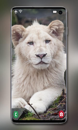 White Lion Wallpaper - Latest version for Android - Download APK