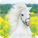 Horse Wallpaper HD Download on Windows