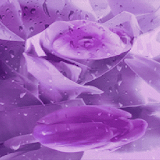 Purple Flower Blooming LWP icon