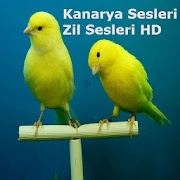 Kanarya Sesleri, Zil Sesler HD