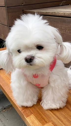 Bichon Frise Screen 3