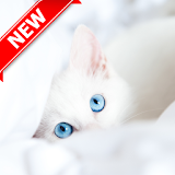 Kitten Wallpaper-HD icon