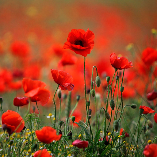 Poppies live wallpaper logo