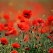 Poppies live wallpaper - Androidアプリ