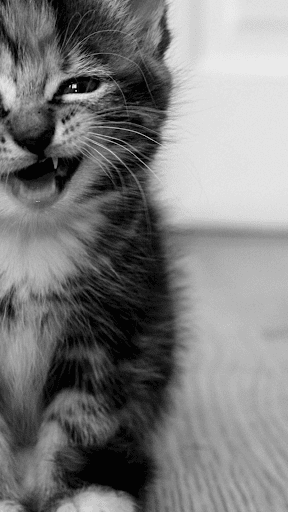Cute Cats Wallpapers Screen 3