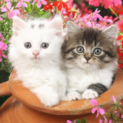 Kittens cats cute wallpapers logo