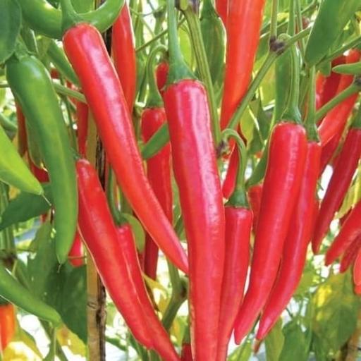 CARA MENANAM CABE logo
