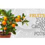 Fruit Trees In Pots icon