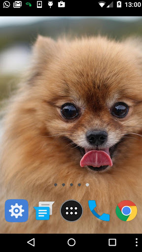 pomeranian dog wallpaper