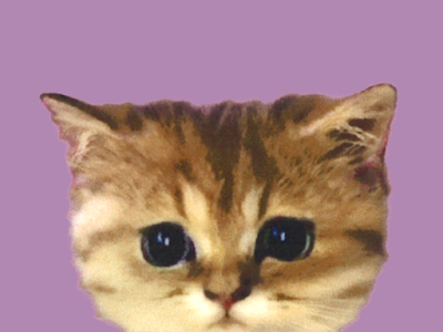 √1000以上 ポールアンドジョー 猫 壁紙 165363