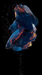 Betta Fish Live Wallpaper [Unlocked] APK 1