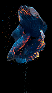 Betta Fish Live Wallpaper FREE 1.4 Screenshots 1