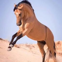 图标图片“horse images”