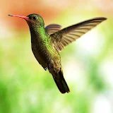 Hummingbirds Live Wallpaper icon