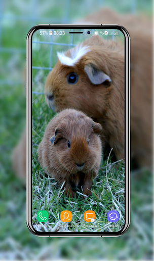 Guinea Pig Wallpapers Screen 3