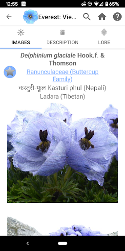Screenshot of Wildflowers of Mount Everest