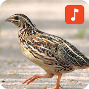 Top 26 Lifestyle Apps Like Quail bird calls - Best Alternatives