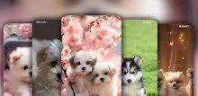 Cute Dog & Puppy Wallpaper 4K APK