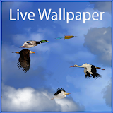 Birds Free Live Wallpaper icon