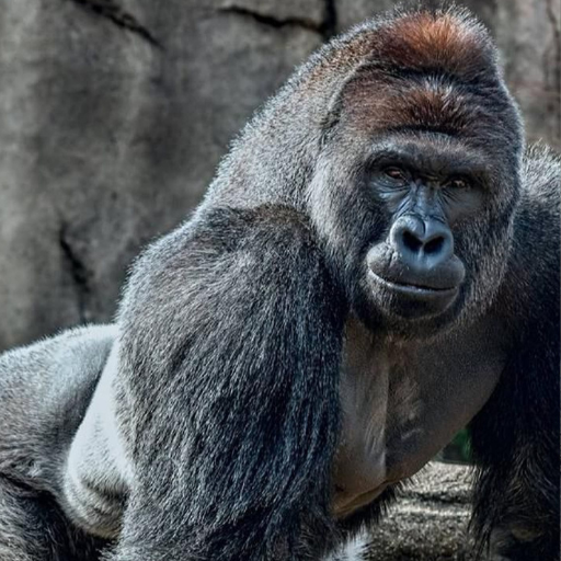 Gorilla Wallpapers logo