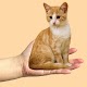 breedinge cats دانلود در ویندوز