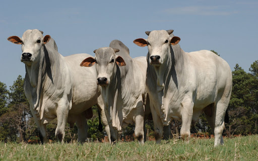 Android application Cow Wallpaper HD screenshort