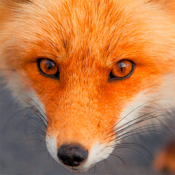 Fox HD Wallpapers: Download & Review