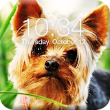 Yorkshire Terrier App Lock icon