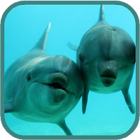 Дельфины HD. Видео обои
