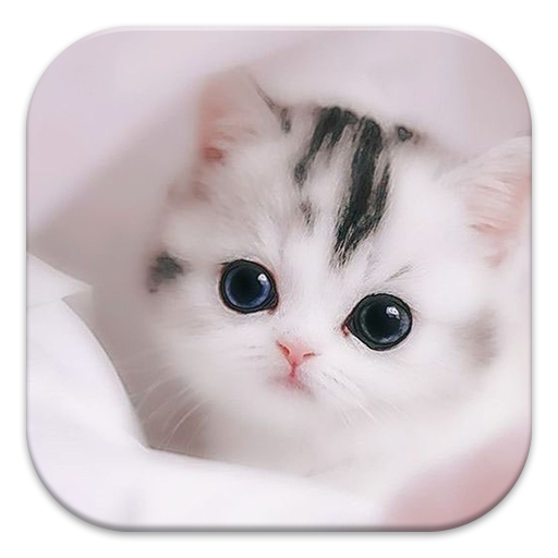 Tải Cute Kitten Wallpaper App trên PC với giả lập - LDPlayer