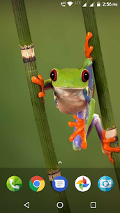 Frog Wallpaper 3