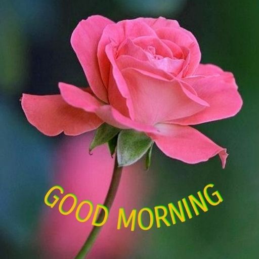 Good Morning Rose Images