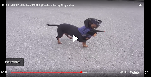 Funny Animal Videos